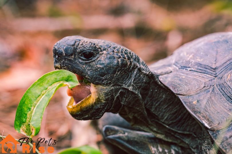 reptile diet