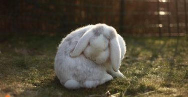 common diseases in rabbits