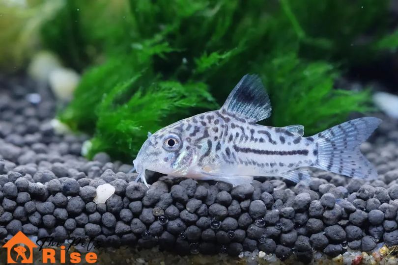Corydoras Catfish