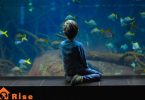 best fish to start an aquarium