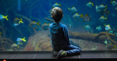best fish to start an aquarium