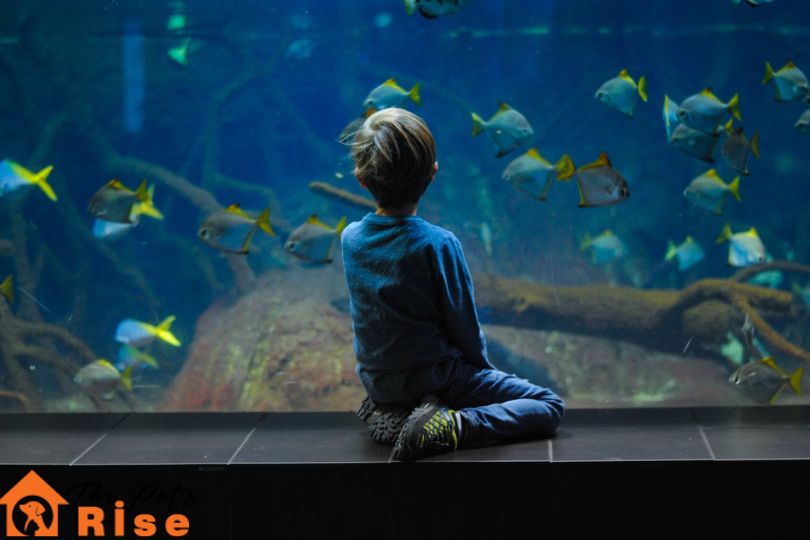 best fish to start an aquarium