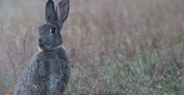 bunny proof