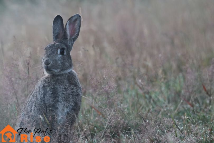 bunny proof