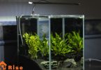 buying a fish tank