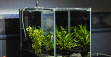 buying a fish tank