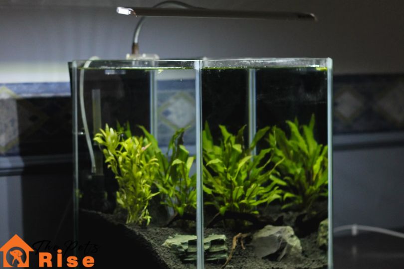 buying a fish tank