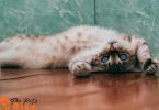 cat poop in bathtub
