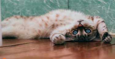 cat poop in bathtub