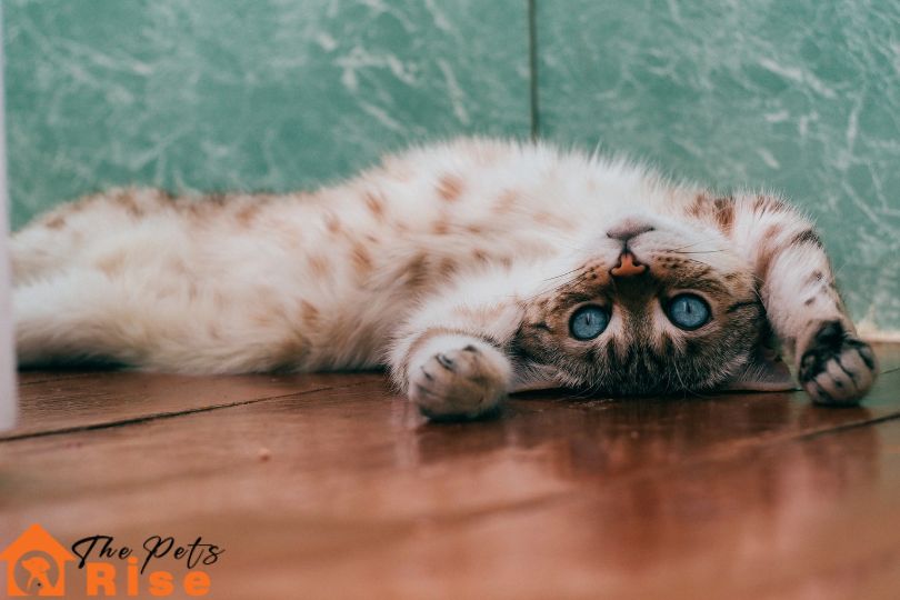 cat poop in bathtub