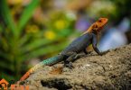 lizard as pet