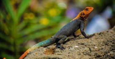 lizard as pet