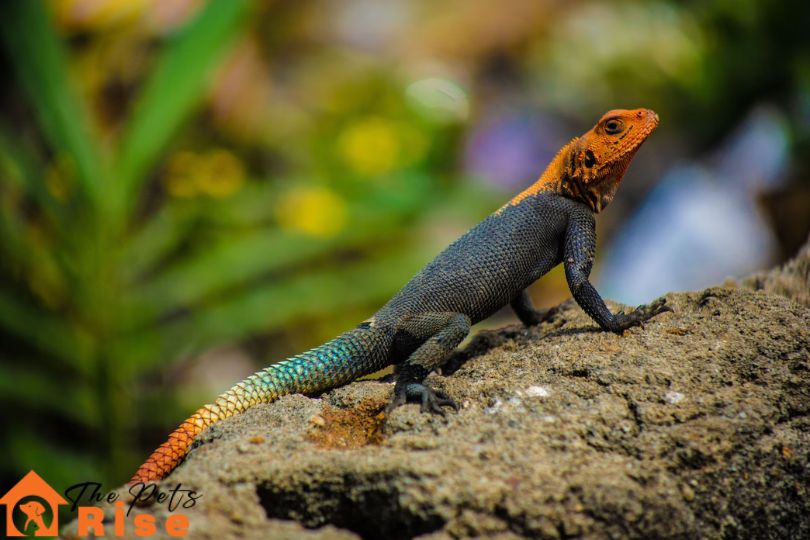 lizard as pet