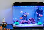 stocking an aquarium