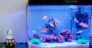stocking an aquarium