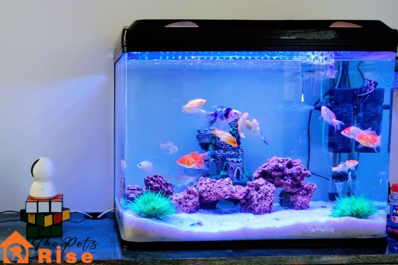 stocking an aquarium