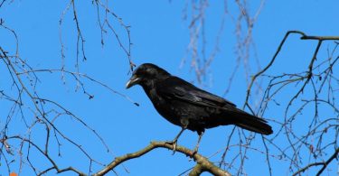 Should You Keep A Raven As Pet