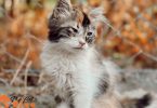 natural flea remedies for cats