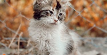 natural flea remedies for cats