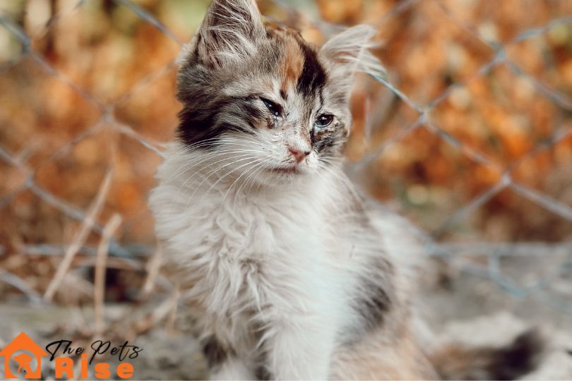 natural flea remedies for cats
