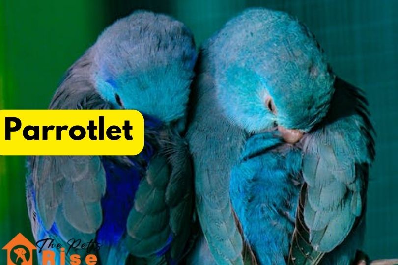 Parrotlet
