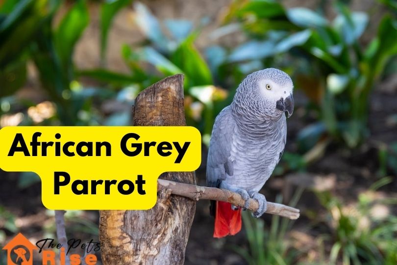 African Grey Parrot