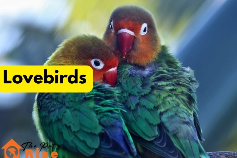 Love Birds