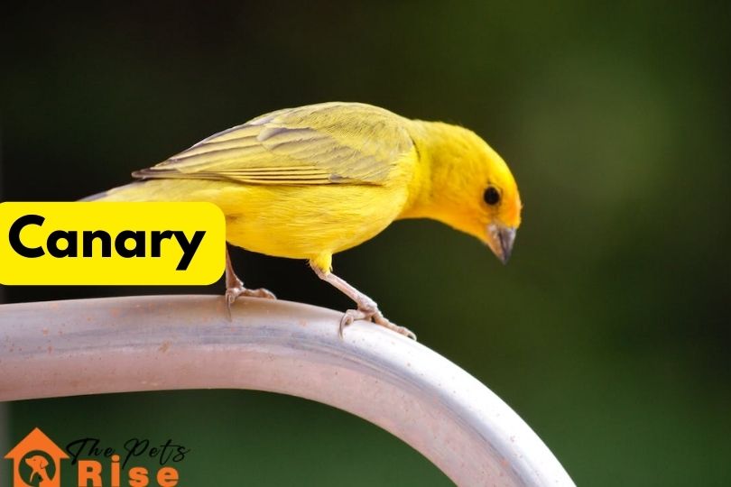 Canary