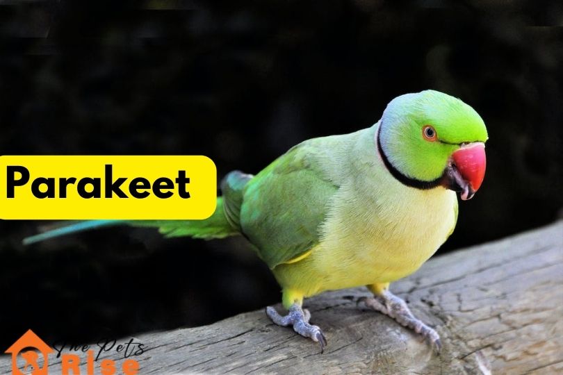 Parakeet