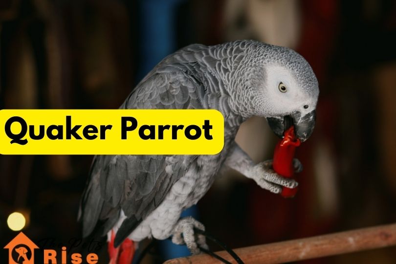 Quaker Parrot