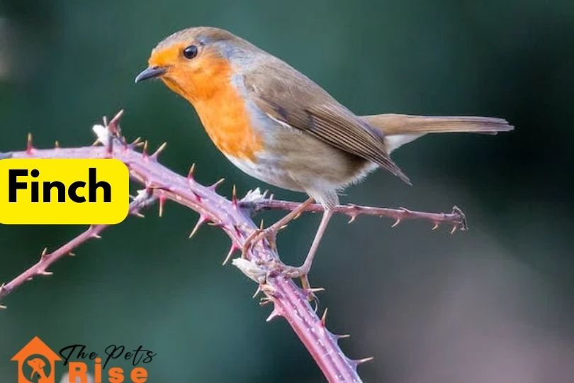 Finch