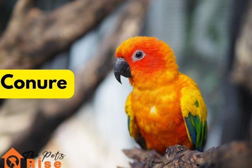 Conures