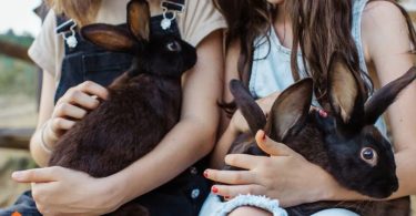 cost of owning a rabbit