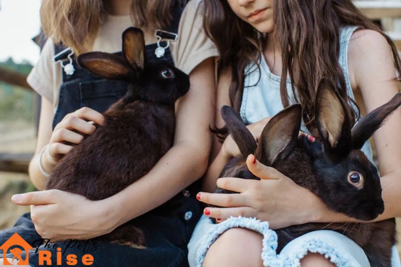 cost of owning a rabbit