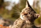 indoor cats fleas