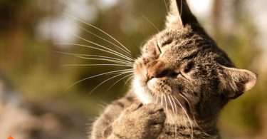 indoor cats fleas