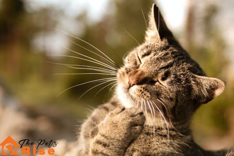 indoor cats fleas