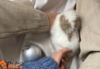 Common Rabbit Diseases A Simple Guide