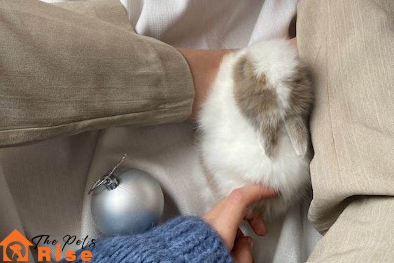 Common Rabbit Diseases A Simple Guide