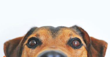 home remedies for fleas on dogs