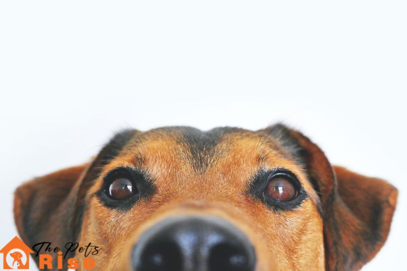 home remedies for fleas on dogs