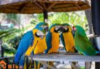 common pet birds