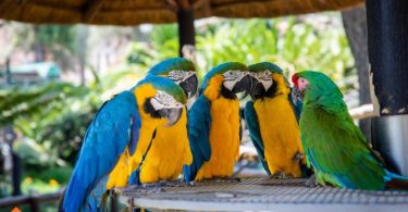 common pet birds