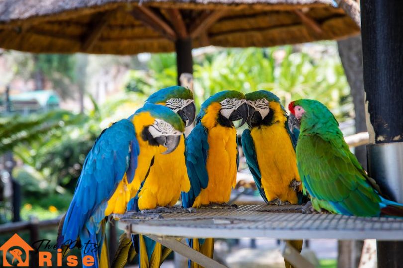common pet birds