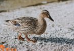 Ducks as pets