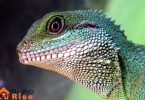owning exotic pet