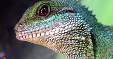owning exotic pet