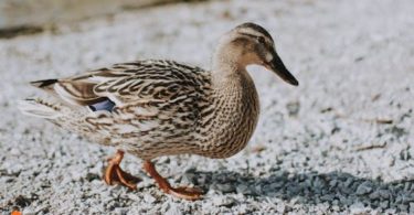 Ducks as pets