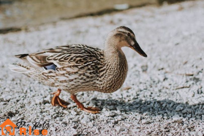 Ducks as pets
