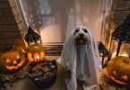 Halloween Pet Safety Tips